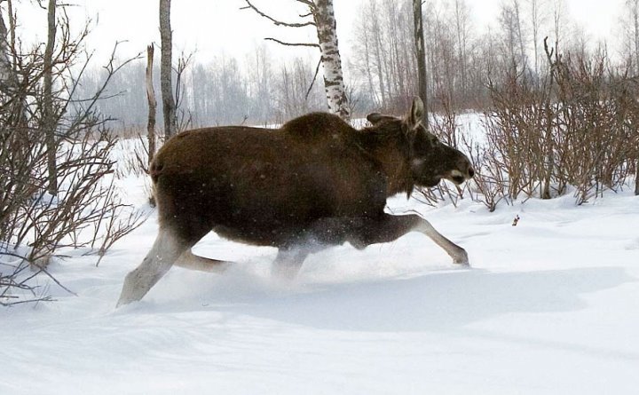 Охотники из Каменецкого района незаконно застрелили самку лося