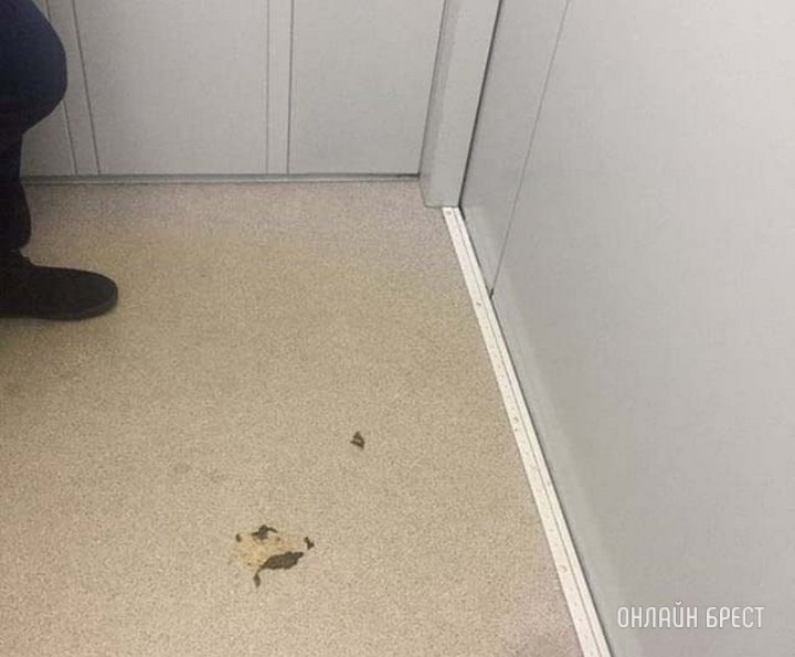 Куда жаловаться, если чужая собака справила нужду в лифте?