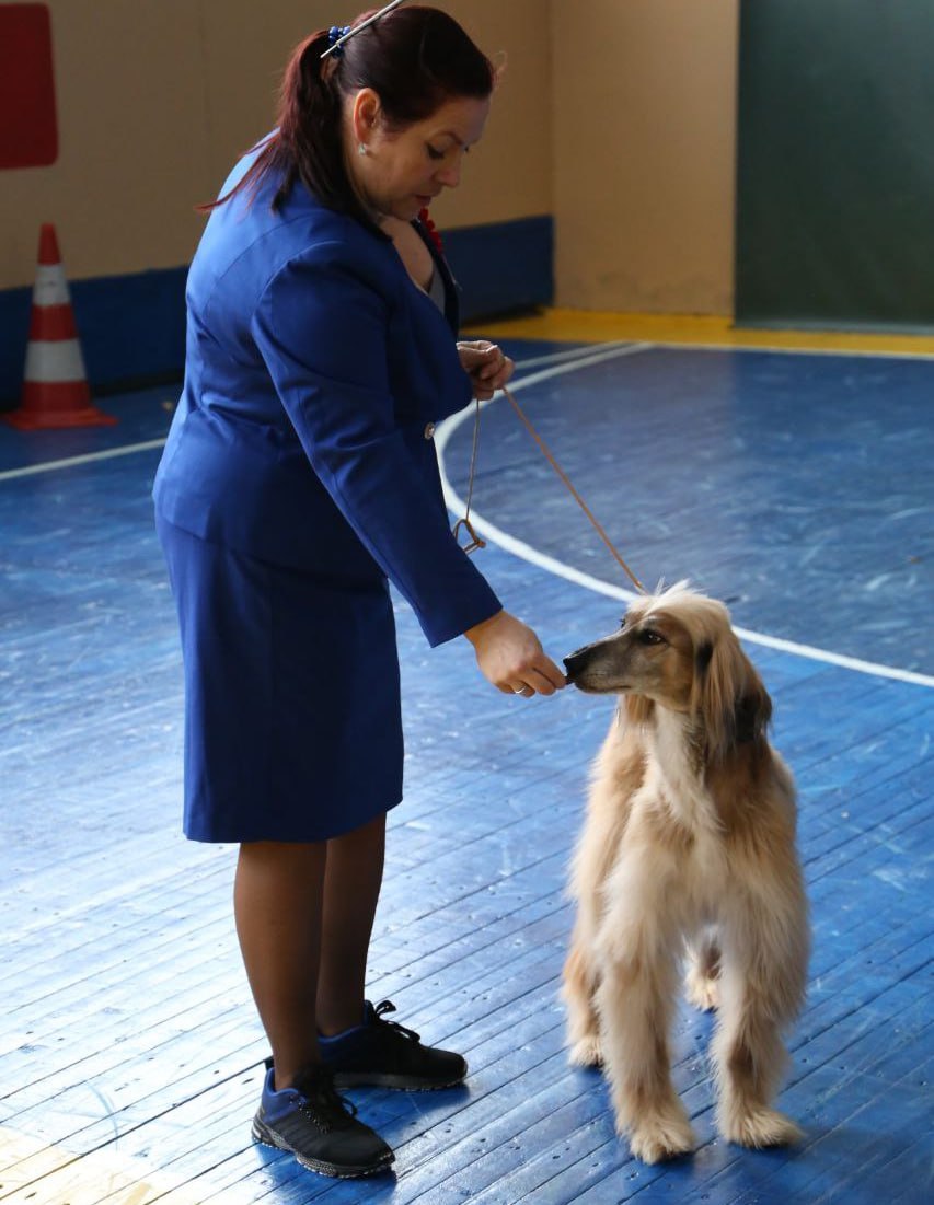 В Ляховичах прошла республиканская выставка собак всех пород. Смотрите фото