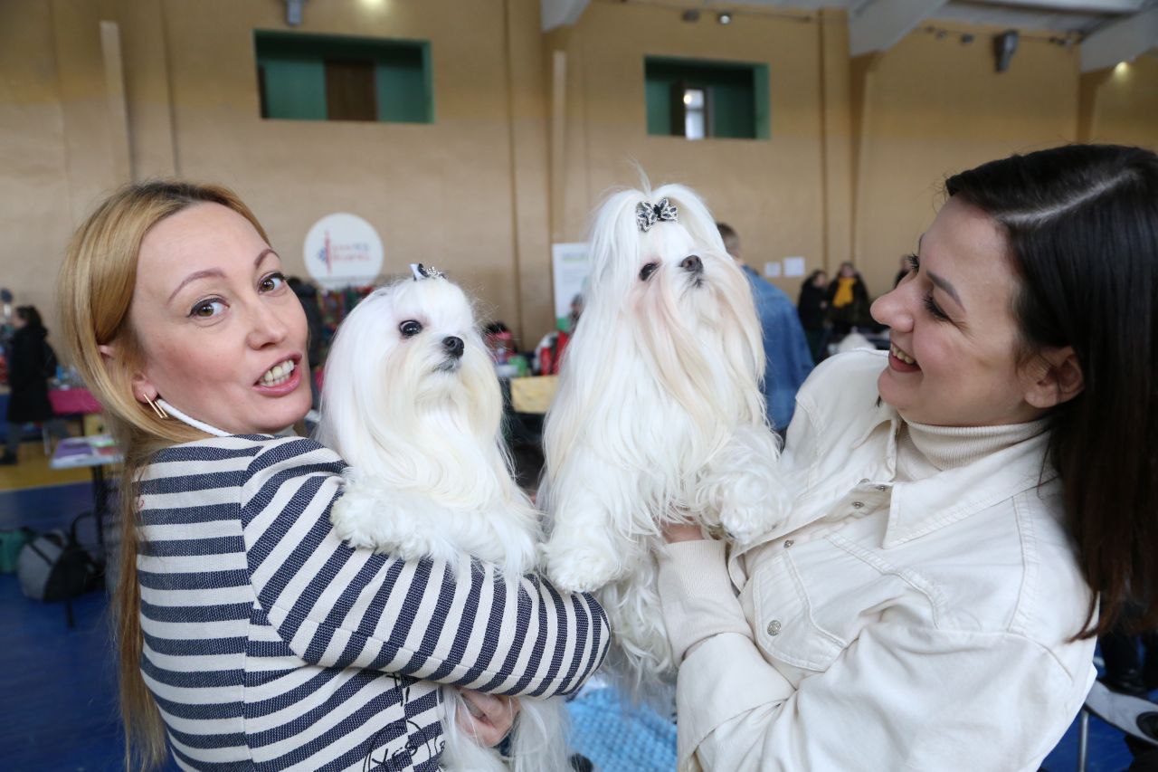 В Ляховичах прошла республиканская выставка собак всех пород. Смотрите фото