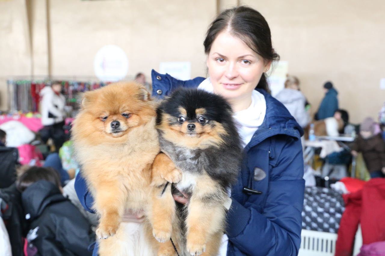В Ляховичах прошла республиканская выставка собак всех пород. Смотрите фото