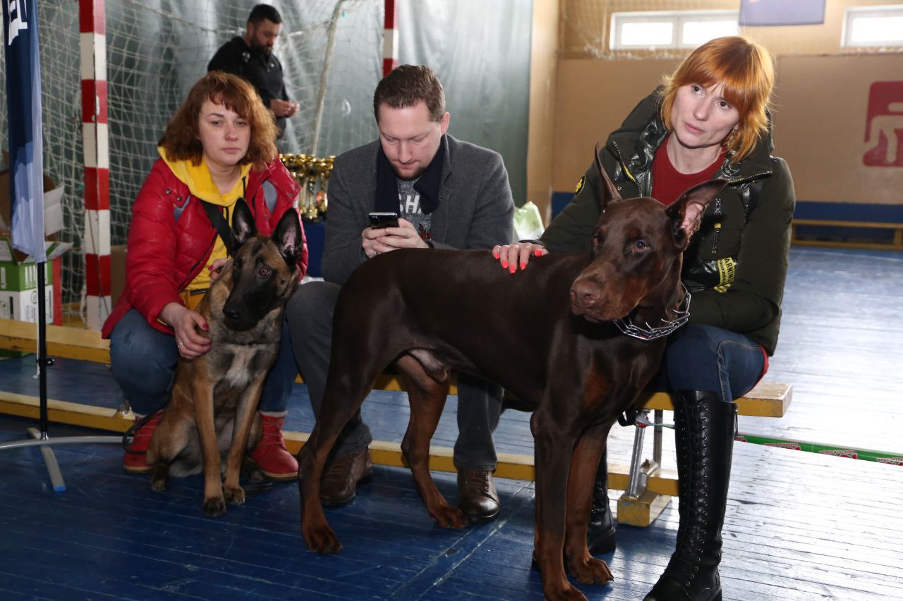 В Ляховичах прошла республиканская выставка собак всех пород. Смотрите фото