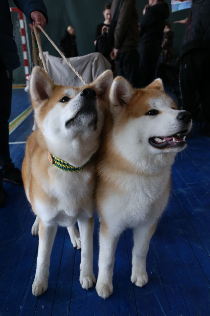 В Ляховичах прошла республиканская выставка собак всех пород. Смотрите фото