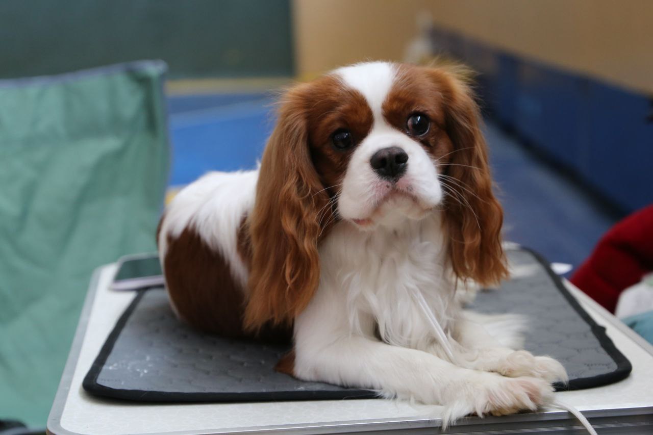 Ветеринары показали, как собаки могут выглядеть через 10 000 лет