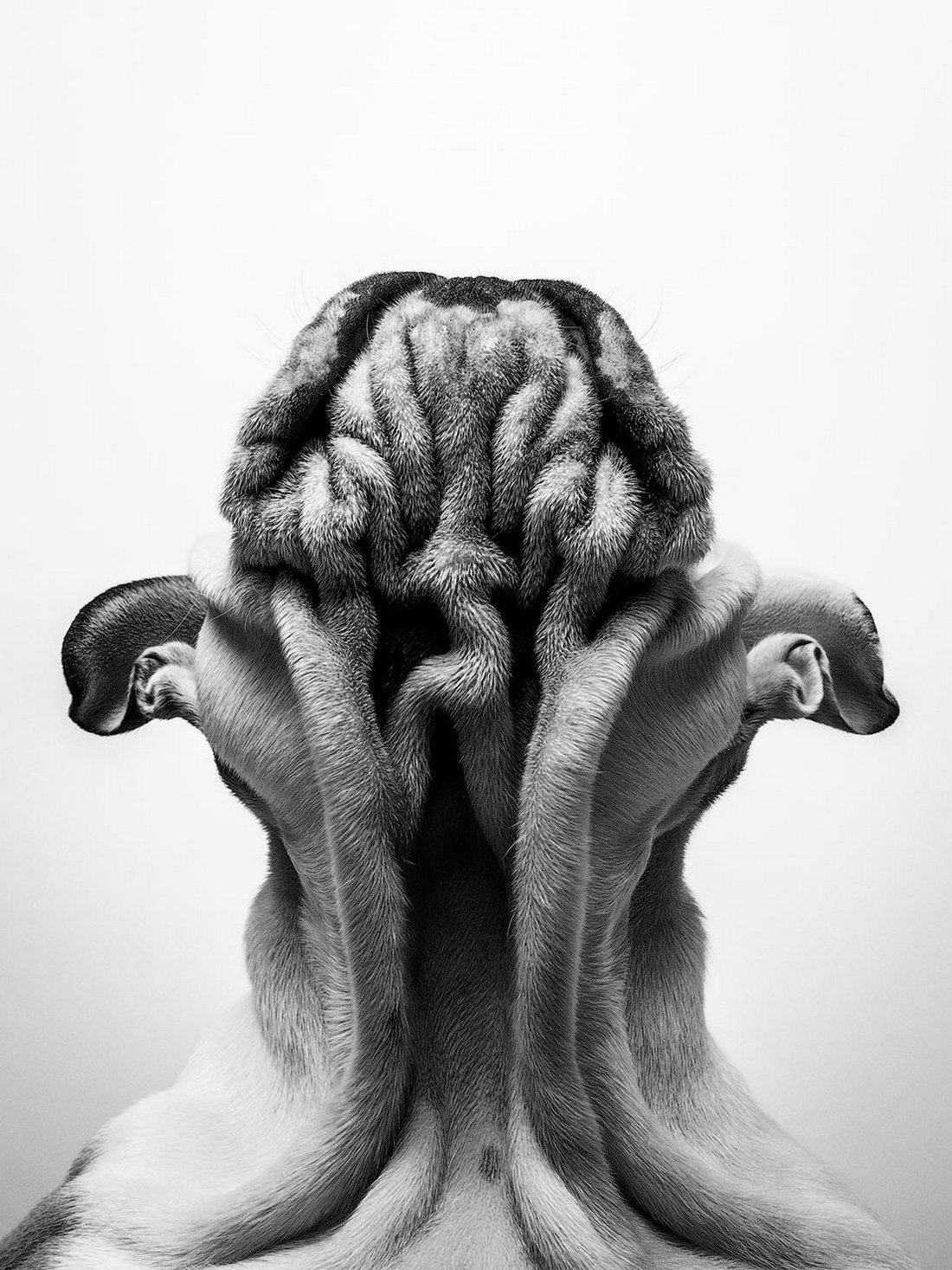 На YouTube внезапно появилось новое «самое первое видео»