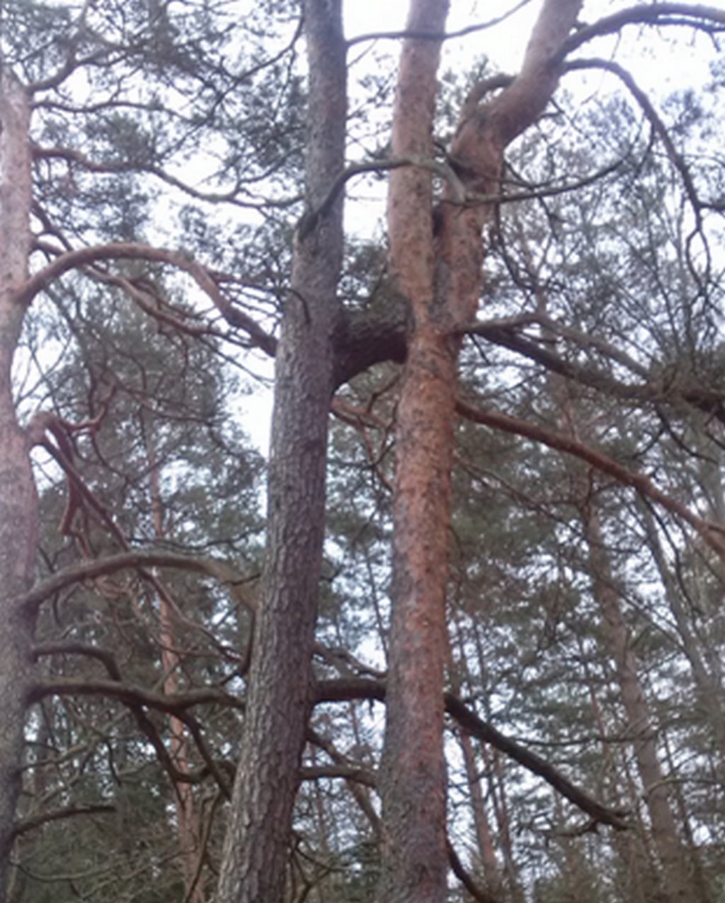 В Беловежской пуще обнаружены сросшиеся сосны