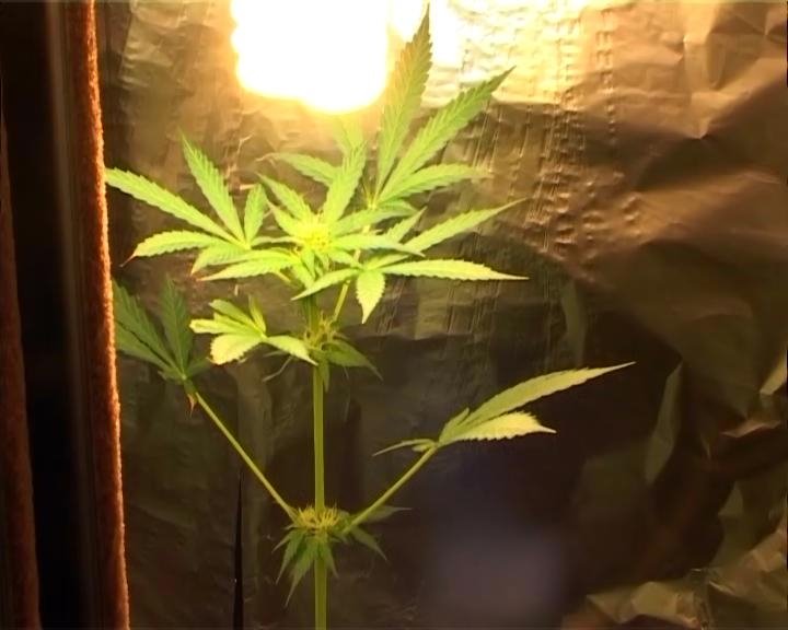 В Барановичах судимый за наркотики горожанин растил в шкафу коноплю