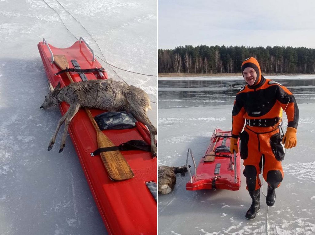Спасатели пытались спасти провалившуюся под лед косулю в Ляховичском районе