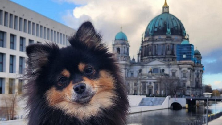 Белоруска путешествует по миру со своим питомцем – сколько это стоит