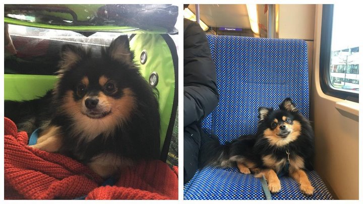 Белоруска путешествует по миру со своим питомцем – сколько это стоит