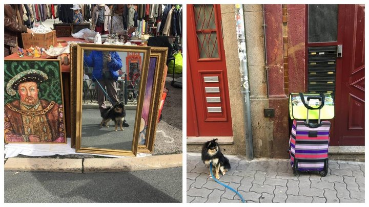 Белоруска путешествует по миру со своим питомцем – сколько это стоит