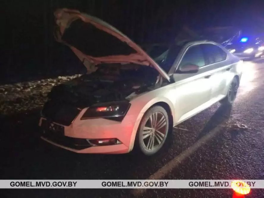 Наезд на лося в Гомельской области: погиб пассажир, водитель в реанимации