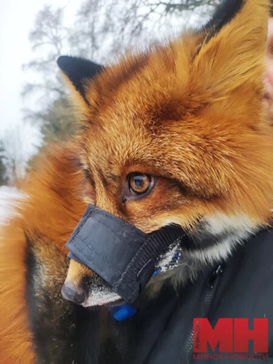 Есть отдельная комната с телевизором. Белорус завел в двушке парочку лис и теперь живет по их правилам