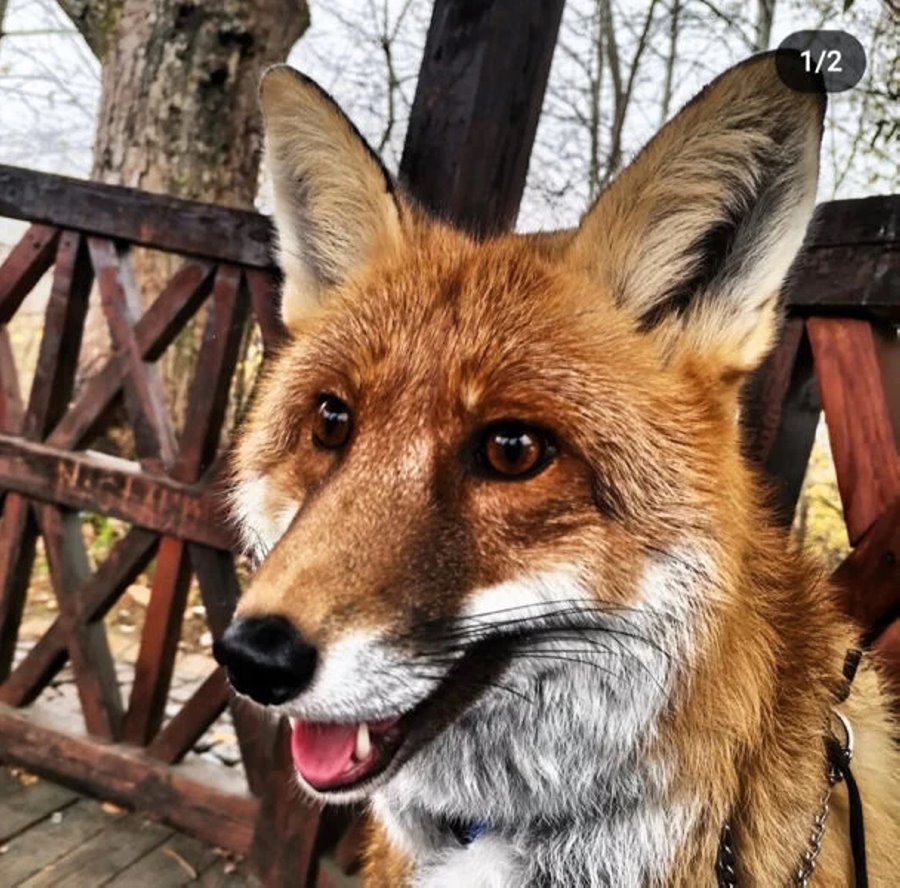 Есть отдельная комната с телевизором. Белорус завел в двушке парочку лис и теперь живет по их правилам