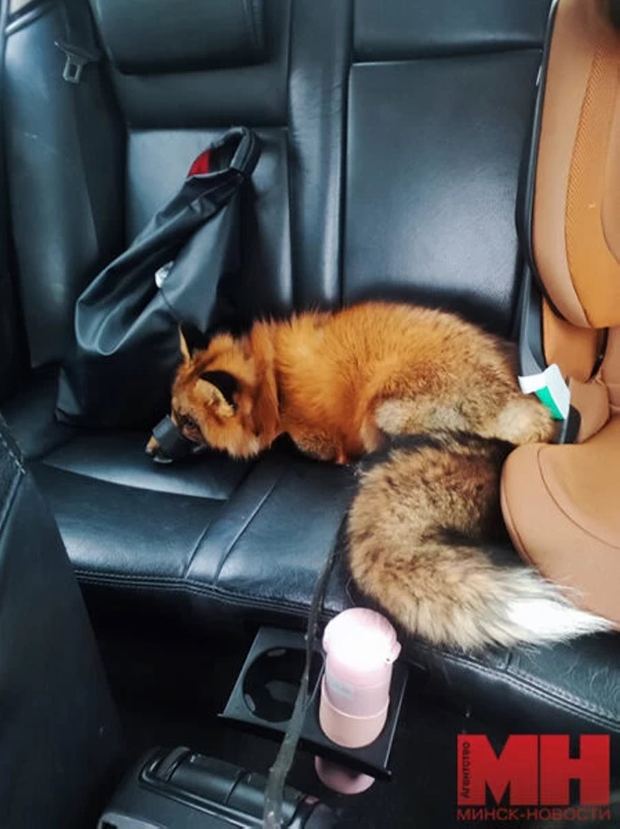 Есть отдельная комната с телевизором. Белорус завел в двушке парочку лис и теперь живет по их правилам