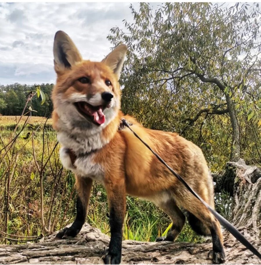 Есть отдельная комната с телевизором. Белорус завел в двушке парочку лис и теперь живет по их правилам