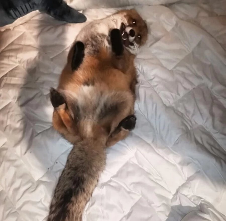 Есть отдельная комната с телевизором. Белорус завел в двушке парочку лис и теперь живет по их правилам