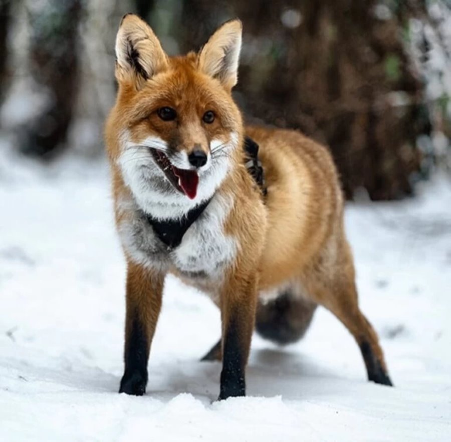 Есть отдельная комната с телевизором. Белорус завел в двушке парочку лис и теперь живет по их правилам