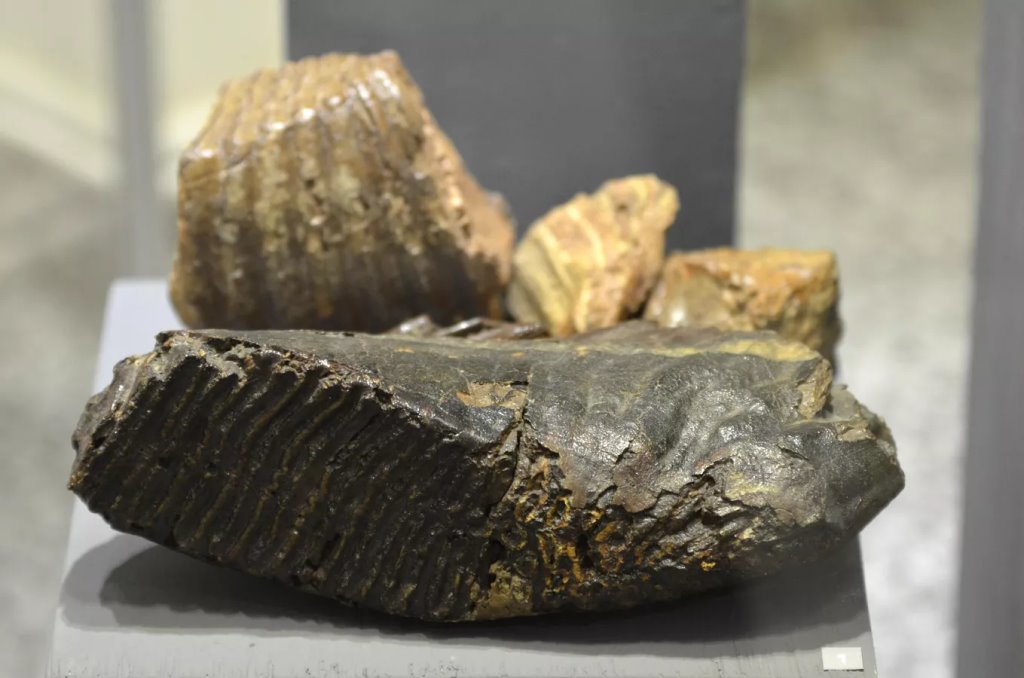 Фото: Sputnik / Татьяна Федоренко