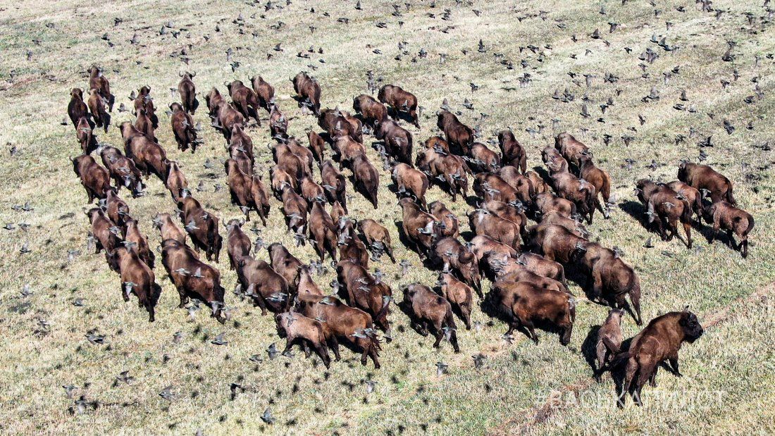 Большое стадо зубров в Беларуси попало в объектив камеры