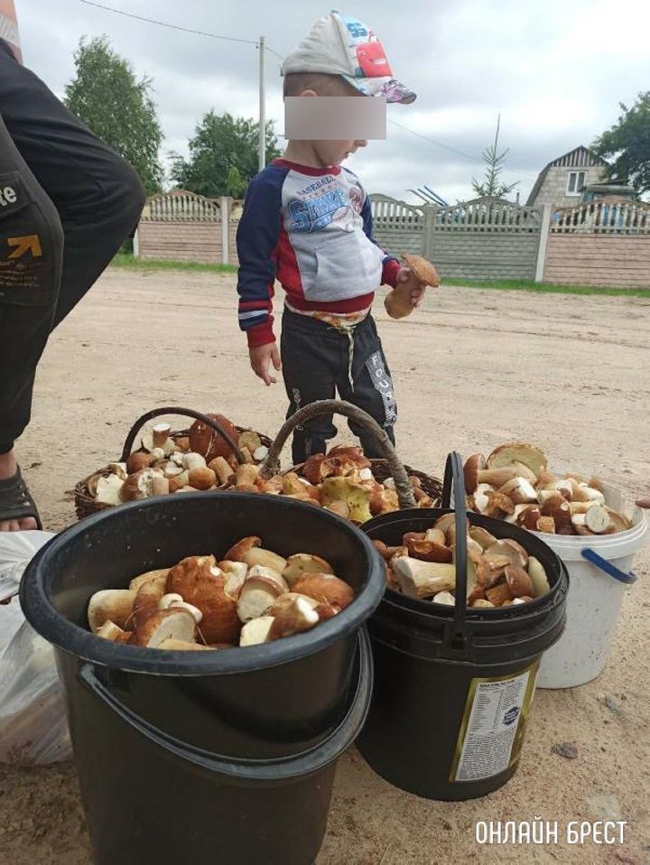 Брест. Грибной «улов» читателя