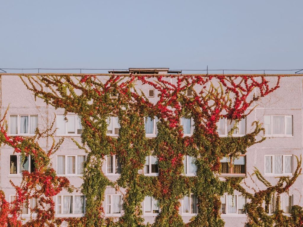 Виноградный дом в Минске