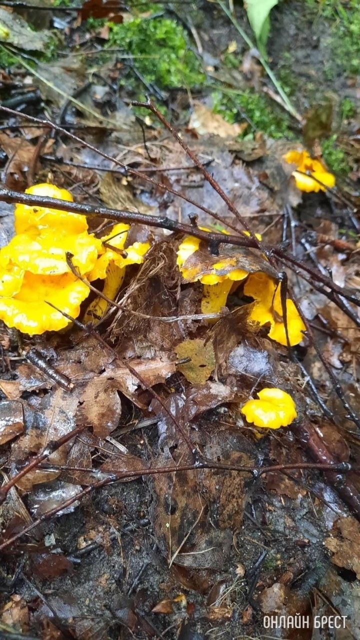 Вот такая красота уже есть возле деревни Лыщики в Брестской области