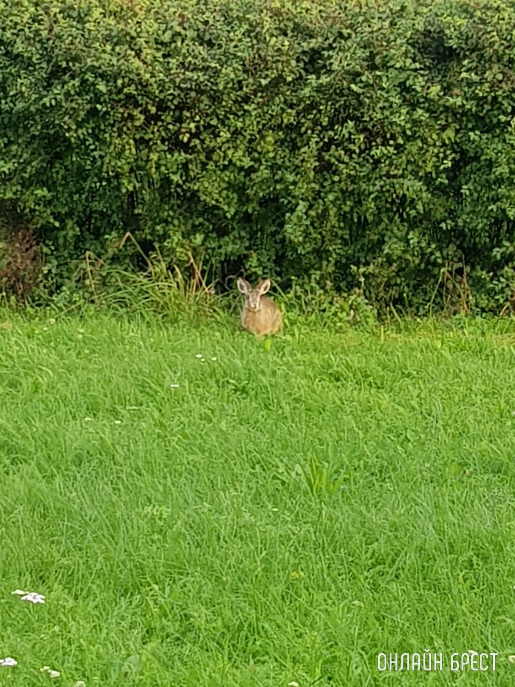 Возле Брестского государственного технического университета живёт заяц