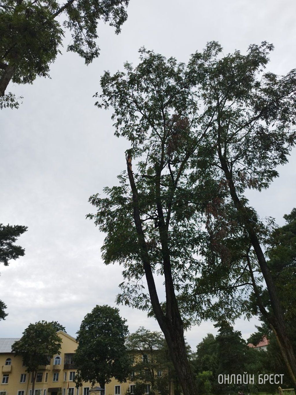 Читатель: Брест, ул.Защитников Отечества, д.1. Уже несколько дней лежит дерево и мешает прохожим