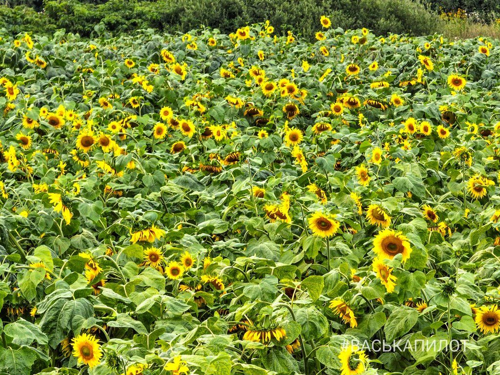Поле подсолнухов в Брестской области