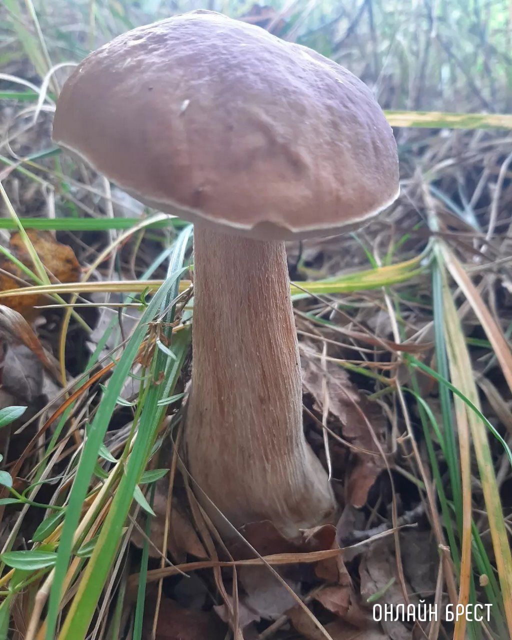 Читатель: Это всё за сегодня! Брестская область, Кобринский район