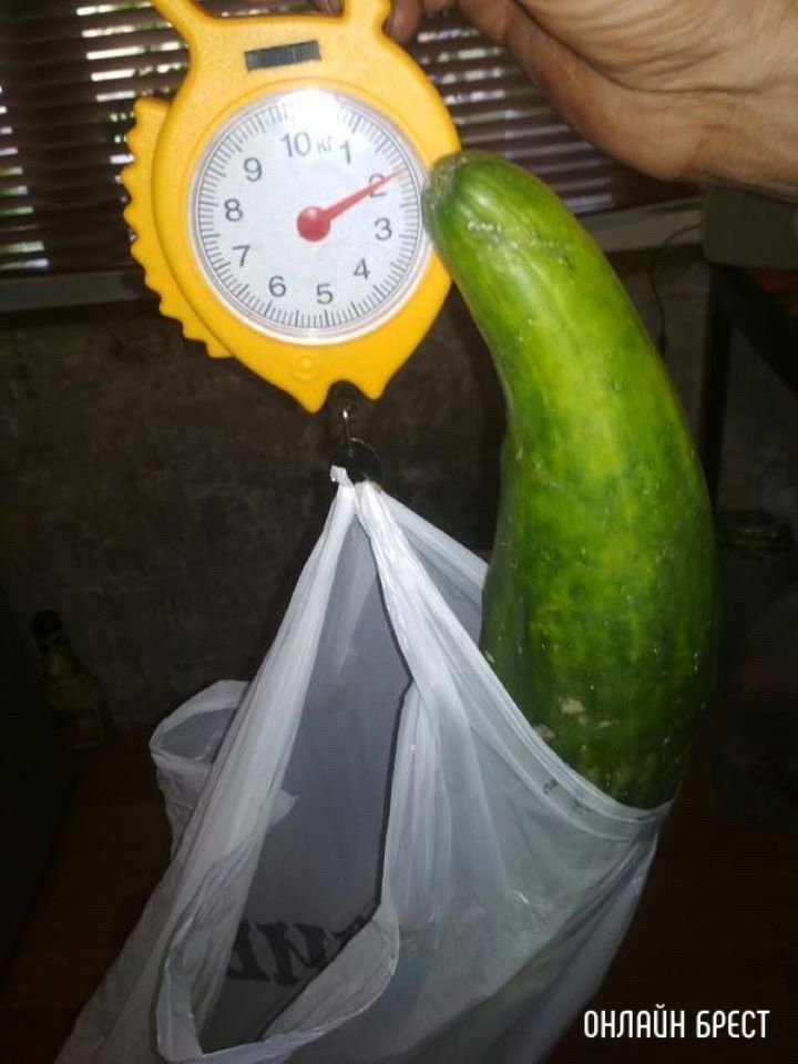 Жабинковский район. Какие-то огурцы-переростки в этом году