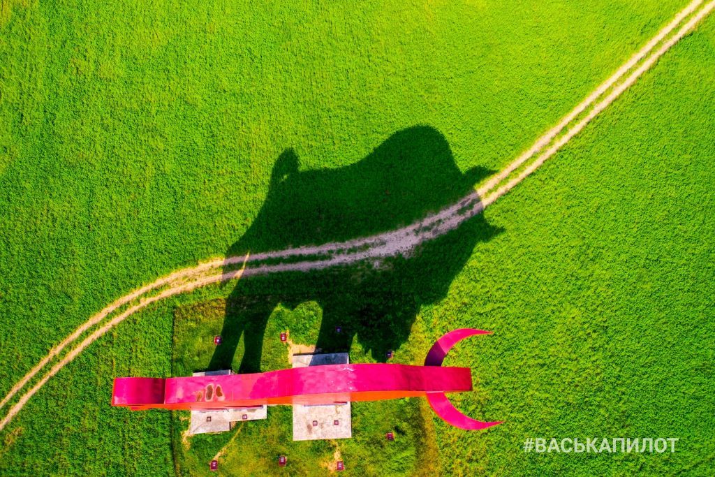 Зубр на трассе Брест-Минск