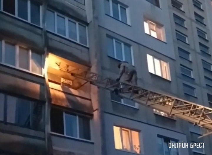 Читатель: Со слов людей, на Московской в Бресте обнаружили гнездо шершней