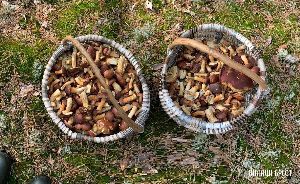 Читатель: Наш грибной «улов». Собрано под Брестом