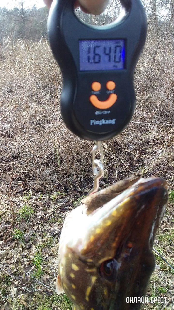 Улов брестчан на Мухавце