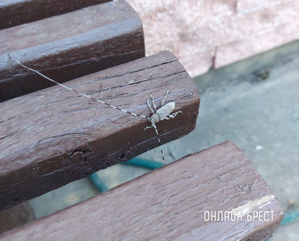 Читатель: Вот такой жук замечен в Бресте на ул. Янки Купалы