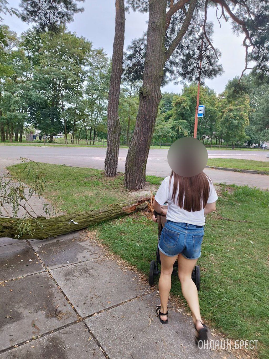 Читатель: Брест, ул.Защитников Отечества, д.1. Уже несколько дней лежит дерево и мешает прохожим