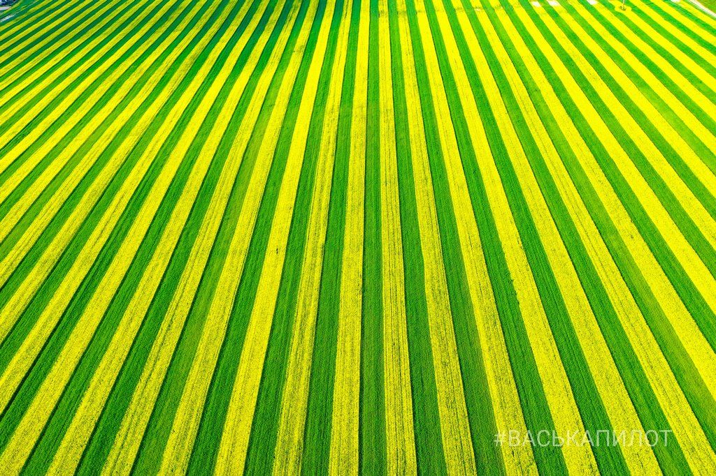 Так выглядит рапсовое поле в Брестской области