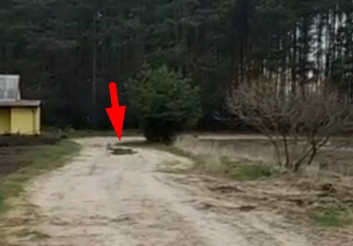 Читатель: Косули так быстро бегут. Такое утро в Жабинке :)