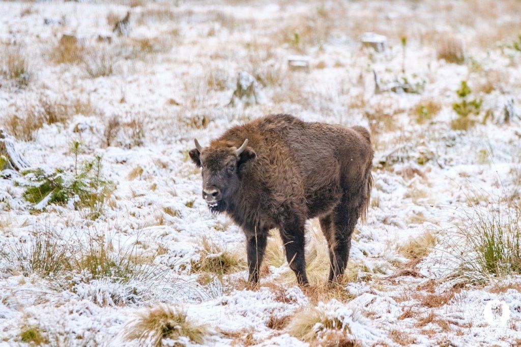 Зубры, снег и бескрайние леса – смотрите зимние фото Беловежской пущи