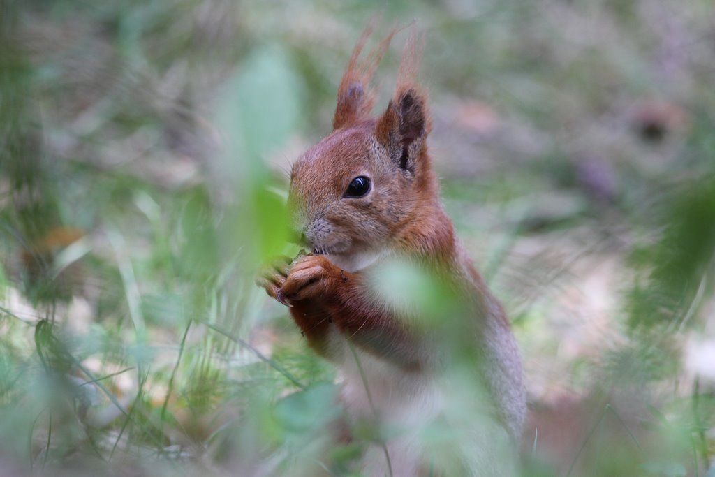 Читатель: В парке Воинов-интернационалистов много белок. Любят и выпрашивают орехи