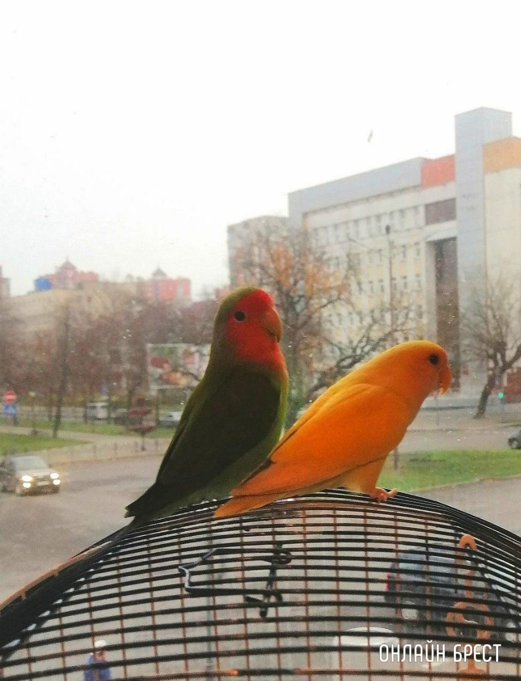 История такая: вылетел на улицу один из попугаев-неразлучников. Больше часа в его поимке мне помогал один дядя