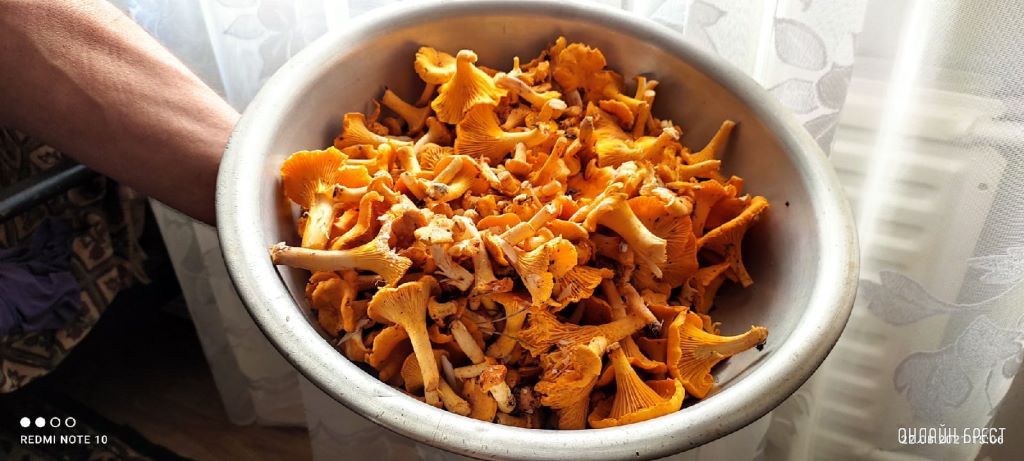 Читатели продолжают делиться фотографиями «грибной охоты»