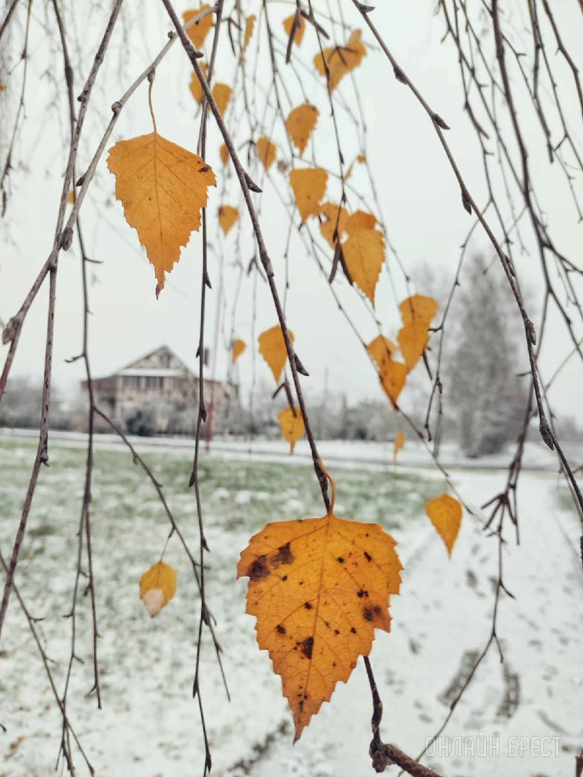 Первый снег  в Жабинке!