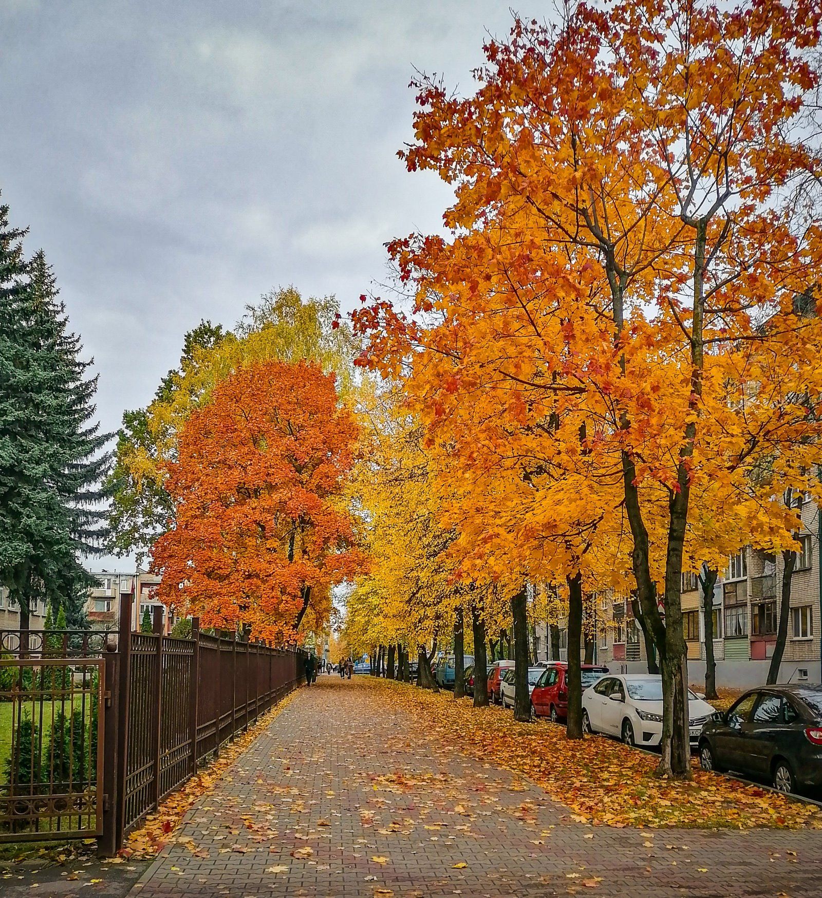 Читатель: Краски осеннего Бреста. Красиво!