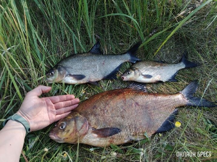 Вот такую рыбу поймал брестчанин в реке Мухавец