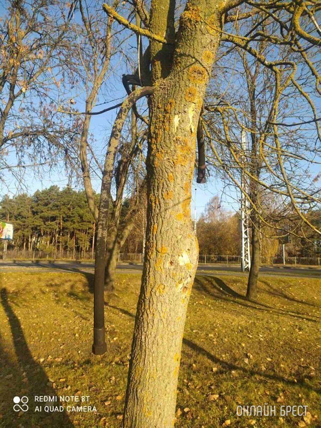 Читатель: На въезде в Брест резиновый шланг врос прямо в дерево