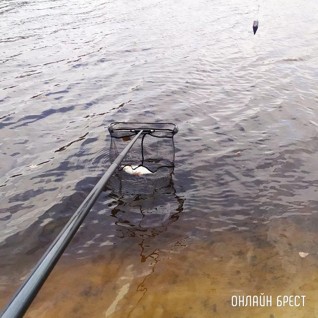 Сегодняшний улов жителя Бреста на Мухавце