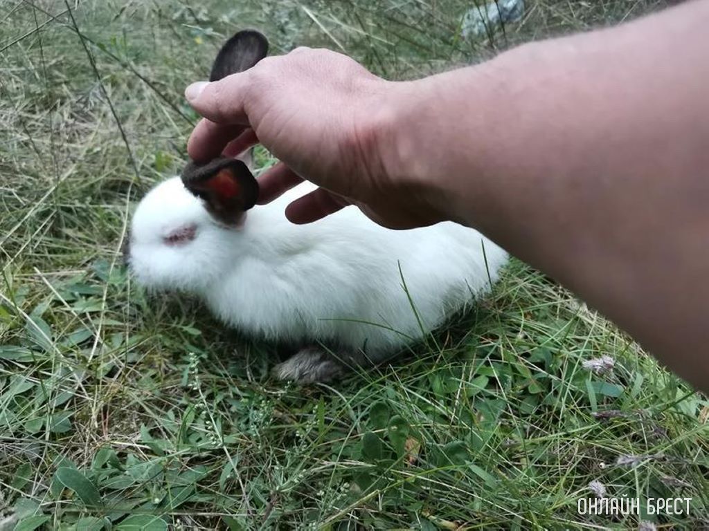 В Бресте в районе парке воинов-интернационалистов, кто-то оставил 2-ух кроликов. Или это не кролики?